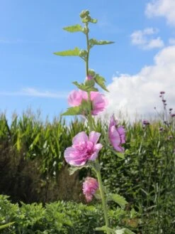 Halbstrauchige Stockrose 'Parkrondell' -Angebote Blumen Takt Store halbstrauchige stockrose parkrondell m057610 w 2