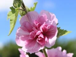 Halbstrauchige Stockrose 'Parkrondell' -Angebote Blumen Takt Store halbstrauchige stockrose parkrondell m057610 w 3