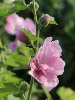 Halbstrauchige Stockrose 'Parkrondell' -Angebote Blumen Takt Store halbstrauchige stockrose parkrondell m057610 w 4