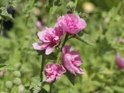 Halbstrauchige Stockrose 'Parkrondell' -Angebote Blumen Takt Store halbstrauchige stockrose parkrondell m057610 w 5