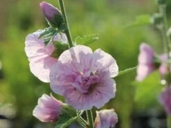 Halbstrauchige Stockrose 'Parkrondell' -Angebote Blumen Takt Store halbstrauchige stockrose parkrondell m057610 w 6