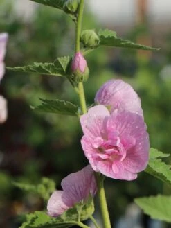 Halbstrauchige Stockrose 'Parkrondell' -Angebote Blumen Takt Store halbstrauchige stockrose parkrondell m057610 w 7