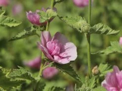 Halbstrauchige Stockrose 'Parkrondell' -Angebote Blumen Takt Store halbstrauchige stockrose parkrondell m057610 w 9