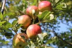 Herbstapfel 'Ariwa' -Angebote Blumen Takt Store herbstapfel ariwa m046645 452677 0