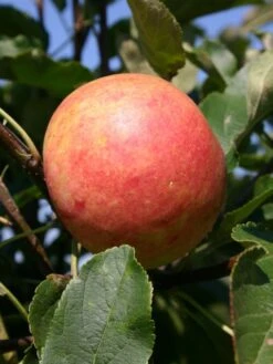 Herbstapfel 'Elstar' 19 Herbstapfel 'Elstar' -Angebote Blumen Takt Store herbstapfel elstar m004818 w 0 1