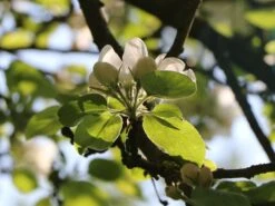 Herbstapfel 'Elstar' 18 Herbstapfel 'Elstar' -Angebote Blumen Takt Store herbstapfel elstar m004818 w 0