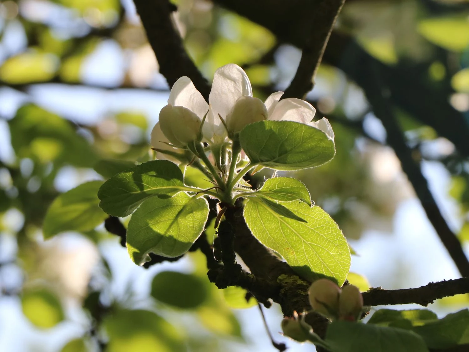 Herbstapfel 'Elstar' 9 Herbstapfel 'Elstar' – Bild 7