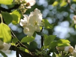 Herbstapfel 'Elstar' 20 Herbstapfel 'Elstar' -Angebote Blumen Takt Store herbstapfel elstar m004818 w 1 1