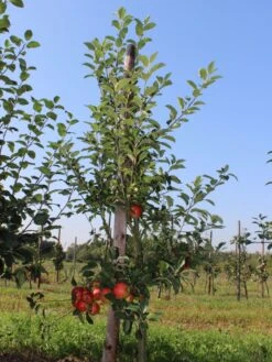 Herbstapfel 'Elstar' 15 Herbstapfel 'Elstar' -Angebote Blumen Takt Store herbstapfel elstar m004818 w 1