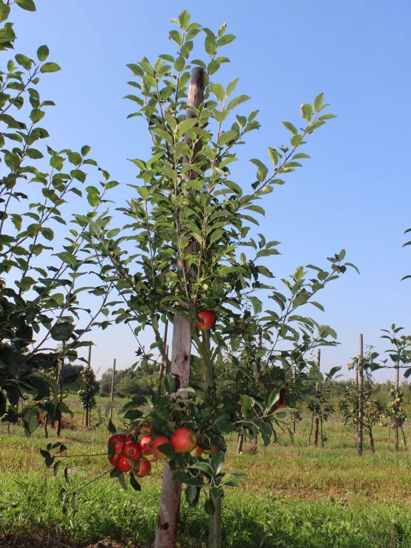 Herbstapfel 'Elstar' 6 Herbstapfel 'Elstar' – Bild 4