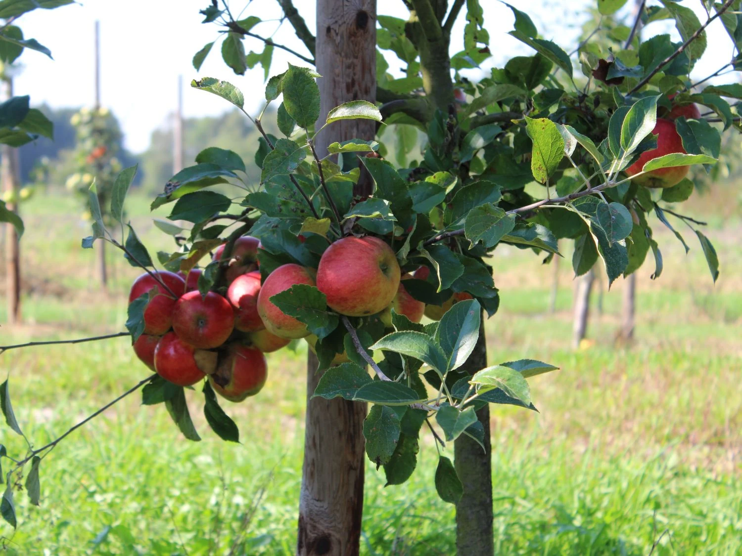 Herbstapfel 'Elstar' 8 Herbstapfel 'Elstar' – Bild 6