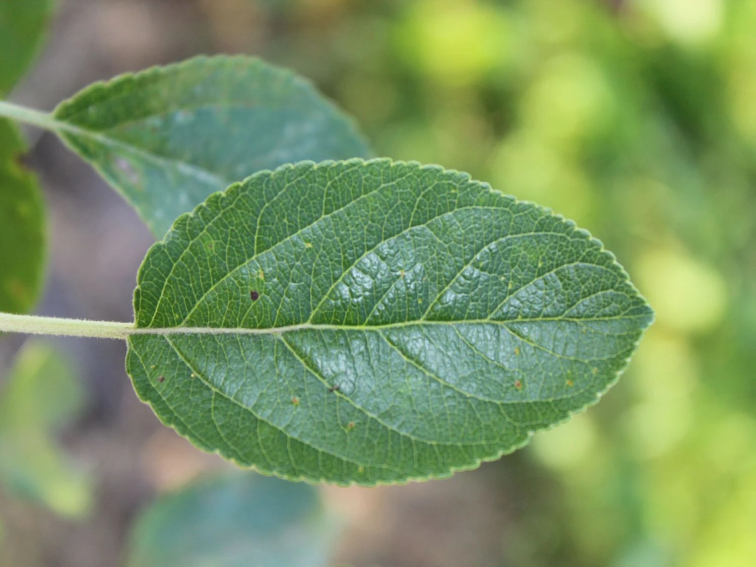 Herbstapfel 'Elstar' 7 Herbstapfel 'Elstar' – Bild 5