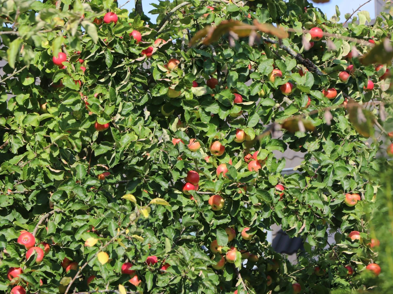 Herbstapfel 'Elstar' 5 Herbstapfel 'Elstar' – Bild 3