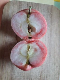 Herbstapfel 'Gravensteiner' -Angebote Blumen Takt Store herbstapfel gravensteiner m002562 939158 2