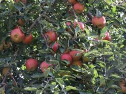 Herbstapfel 'Pia' -Angebote Blumen Takt Store herbstapfel pia m046386 w 1