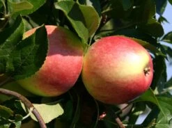 Herbstapfel 'Reglindis'