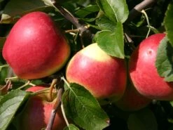 Herbstapfel 'Reglindis' -Angebote Blumen Takt Store herbstapfel reglindis m006562 w 1