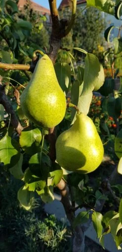 Herbstbirne 'Condo' -Angebote Blumen Takt Store herbstbirne condo m005050 193676 1