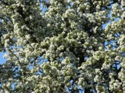 Herbstbirne 'Doppelte Philippsbirne' / 'Albertine' 8 Herbstbirne 'Doppelte Philippsbirne' / 'Albertine' -Angebote Blumen Takt Store herbstbirne doppelte philippsbirne albertine m006626 w 0