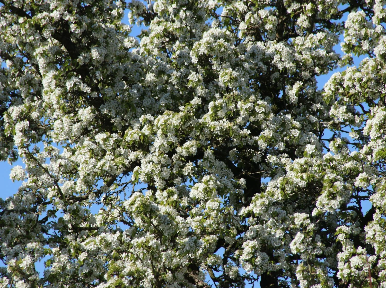 Herbstbirne 'Doppelte Philippsbirne' / 'Albertine' 5 Herbstbirne 'Doppelte Philippsbirne' / 'Albertine' – Bild 3