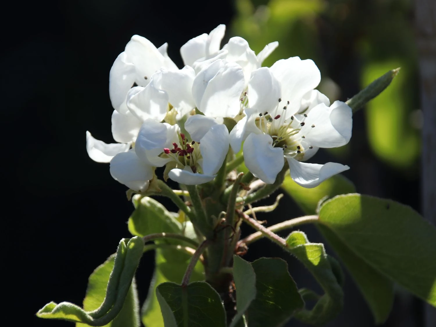 Herbstbirne 'Doppelte Philippsbirne' / 'Albertine' 6 Herbstbirne 'Doppelte Philippsbirne' / 'Albertine' – Bild 4