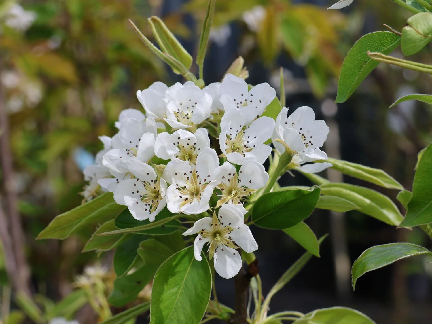 Herbstbirne 'Doppelte Philippsbirne' / 'Albertine' 4 Herbstbirne 'Doppelte Philippsbirne' / 'Albertine' – Bild 2