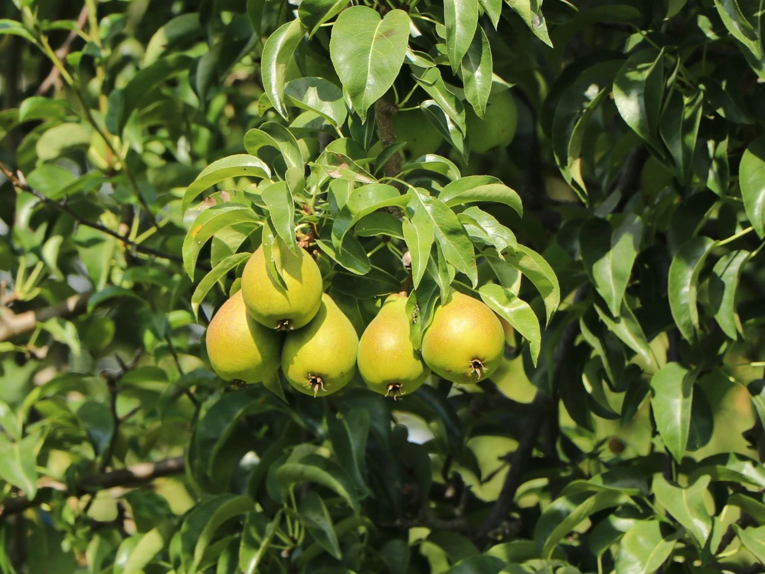Herbstbirne 'Feuchtwanger Butterbirne' 2 Herbstbirne 'Feuchtwanger Butterbirne'