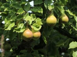 Herbstbirne 'Gellerts Butterbirne', 'Beurré Hardy' 11 Herbstbirne 'Gellerts Butterbirne', 'Beurré Hardy' -Angebote Blumen Takt Store herbstbirne gellerts butterbirne beurr hardy m006628 w 0