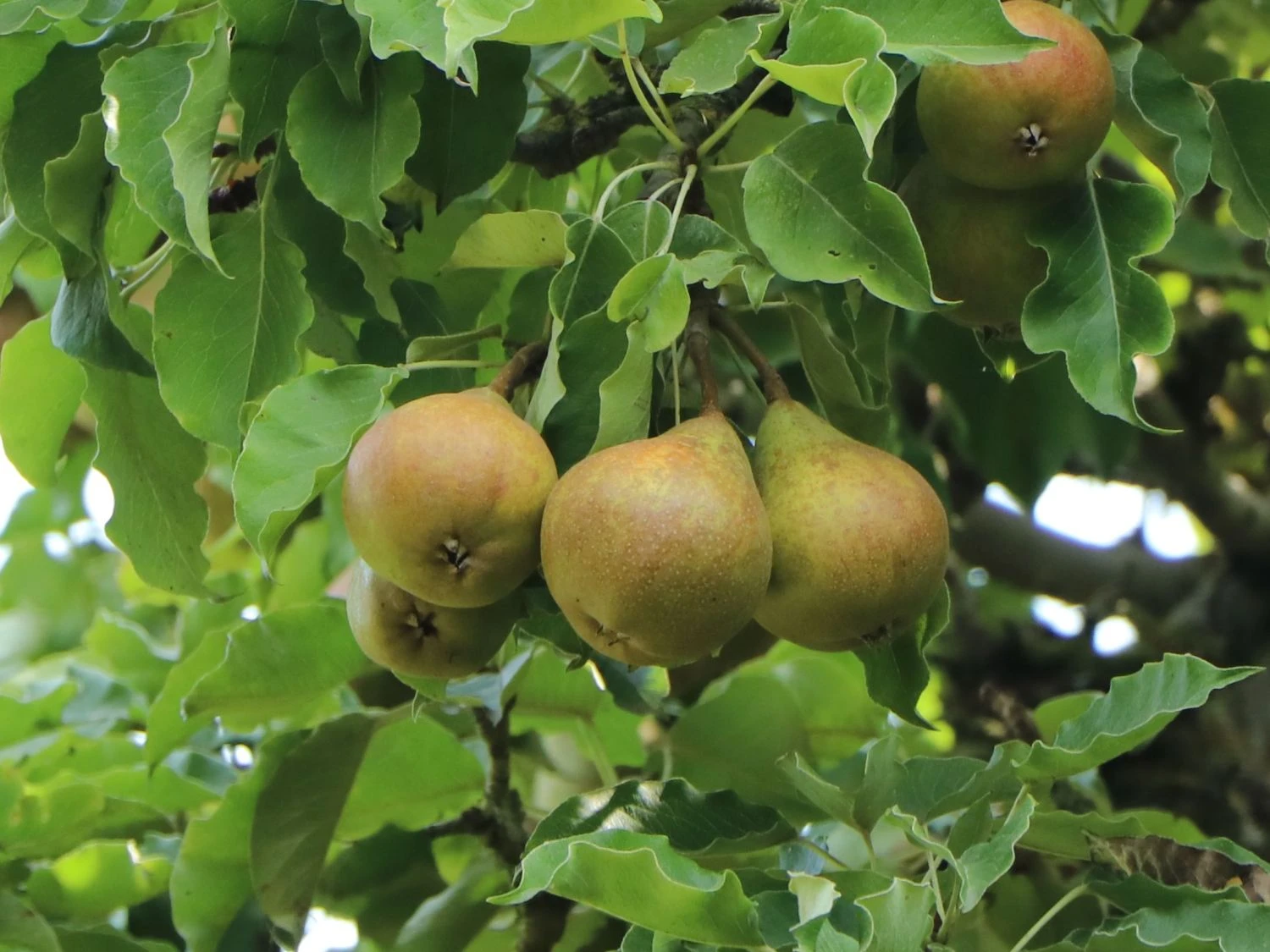 Herbstbirne 'Gellerts Butterbirne', 'Beurré Hardy' 5 Herbstbirne 'Gellerts Butterbirne', 'Beurré Hardy' – Bild 3