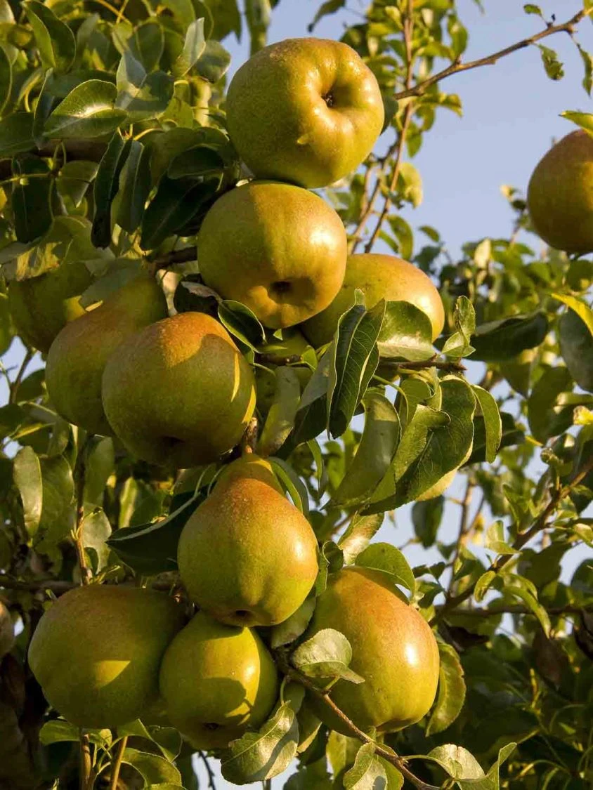 Herbstbirne 'Gellerts Butterbirne', 'Beurré Hardy' 8 Herbstbirne 'Gellerts Butterbirne', 'Beurré Hardy' – Bild 6