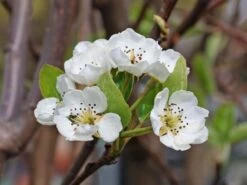 Herbstbirne 'Gellerts Butterbirne', 'Beurré Hardy' 12 Herbstbirne 'Gellerts Butterbirne', 'Beurré Hardy' -Angebote Blumen Takt Store herbstbirne gellerts butterbirne beurr hardy m006628 w 3