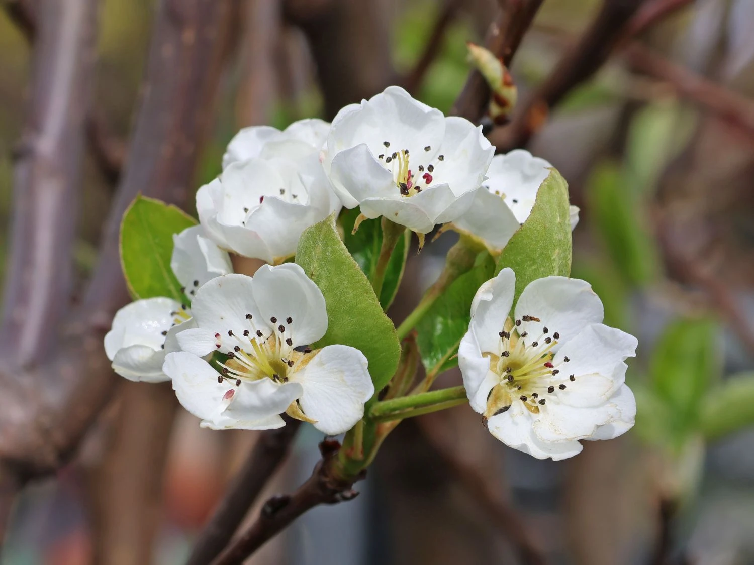 Herbstbirne 'Gellerts Butterbirne', 'Beurré Hardy' 7 Herbstbirne 'Gellerts Butterbirne', 'Beurré Hardy' – Bild 5