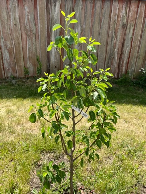 Herbstbirne 'Harrow Sweet' 4 Herbstbirne 'Harrow Sweet' – Bild 2