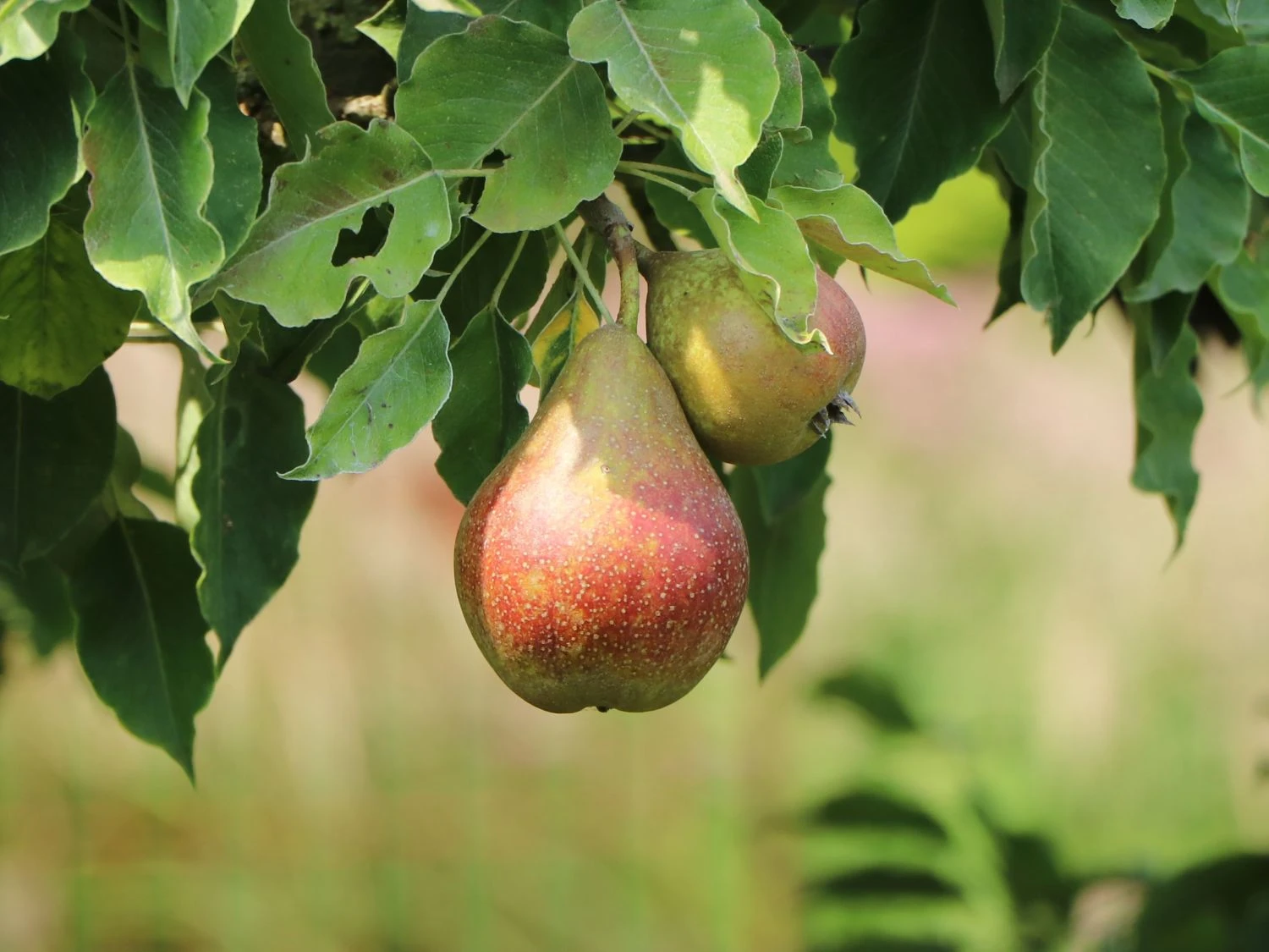 Angebote Blumen Takt Store -Angebote Blumen Takt Store herbstbirne von tongern m102650 h 0