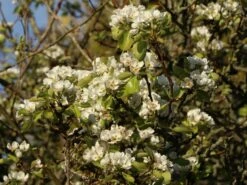 Herbstbirne / Winterbirne 'Alexander Lucas' 12 Herbstbirne / Winterbirne 'Alexander Lucas' -Angebote Blumen Takt Store herbstbirne winterbirne alexander lucas m000526 w 0