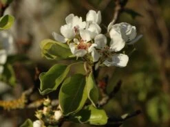 Herbstbirne / Winterbirne 'Alexander Lucas' 11 Herbstbirne / Winterbirne 'Alexander Lucas' -Angebote Blumen Takt Store herbstbirne winterbirne alexander lucas m000526 w 1
