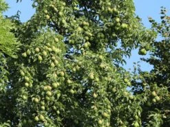 Herbstbirne / Winterbirne 'Alexander Lucas' 13 Herbstbirne / Winterbirne 'Alexander Lucas' -Angebote Blumen Takt Store herbstbirne winterbirne alexander lucas m000526 w 2