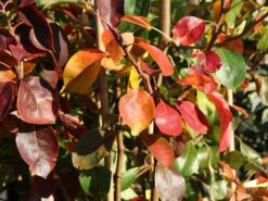 Herbstbirne / Winterbirne 'Alexander Lucas' 10 Herbstbirne / Winterbirne 'Alexander Lucas' -Angebote Blumen Takt Store herbstbirne winterbirne alexander lucas m000526 w 3