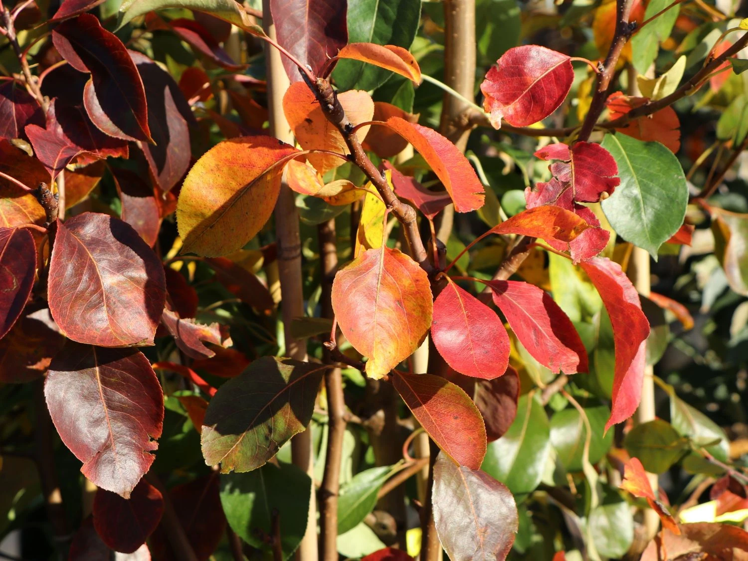 Herbstbirne / Winterbirne 'Alexander Lucas' 5 Herbstbirne / Winterbirne 'Alexander Lucas' – Bild 3