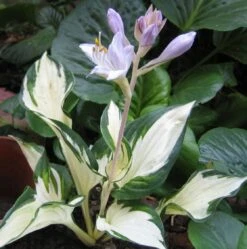 Herzblattlilie 'Fire And Ice' -Angebote Blumen Takt Store herzblattlilie fire and ice m045383 814407 0