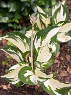 Herzblattlilie 'Fire And Ice' -Angebote Blumen Takt Store herzblattlilie fire and ice m045383 w 0