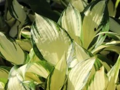 Herzblattlilie 'Fire And Ice' -Angebote Blumen Takt Store herzblattlilie fire and ice m045383 w 1