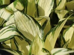 Herzblattlilie 'Fire And Ice' -Angebote Blumen Takt Store herzblattlilie fire and ice m045383 w 2