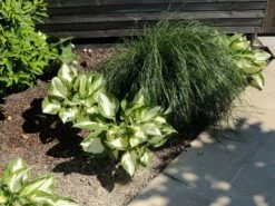 Herzblattlilie 'Fire And Ice' -Angebote Blumen Takt Store herzblattlilie fire and ice m045383 w 4