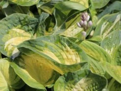 Herzblattlilie 'Great Expectations'