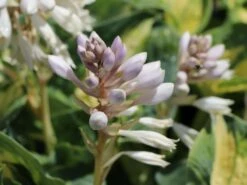 Herzblattlilie 'Great Expectations' -Angebote Blumen Takt Store herzblattlilie great expectations m045387 w 0