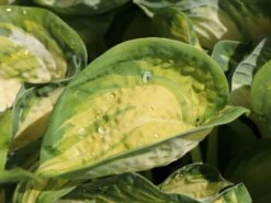 Herzblattlilie 'Great Expectations' -Angebote Blumen Takt Store herzblattlilie great expectations m045387 w 1