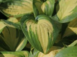 Herzblattlilie 'Great Expectations' -Angebote Blumen Takt Store herzblattlilie great expectations m045387 w 3