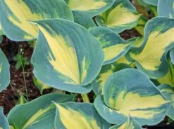 Herzblattlilie 'Great Expectations' -Angebote Blumen Takt Store herzblattlilie great expectations m045387 w 4