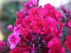 Hohe Flammenblume 'Grenadine Dream' ® -Angebote Blumen Takt Store hohe flammenblume grenadine dream m059907 w 0